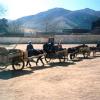Muslim wagon on Muslim side of Xiahe.