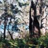 Fallen Angel. Jervis Bay. NSW South Coast.